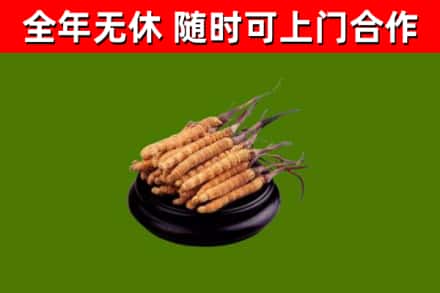 云浮回收冬虫夏草