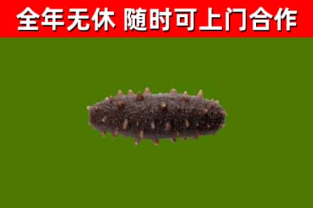 云浮回收海参干